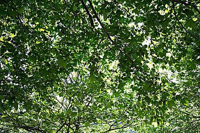 《城市：天际线2》新预告片介绍声音和音乐部分